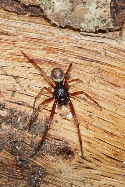 False Widow Spider (Steatoda nobilis) introduced species, adult, on log pile, Poole, Dorset, England, September