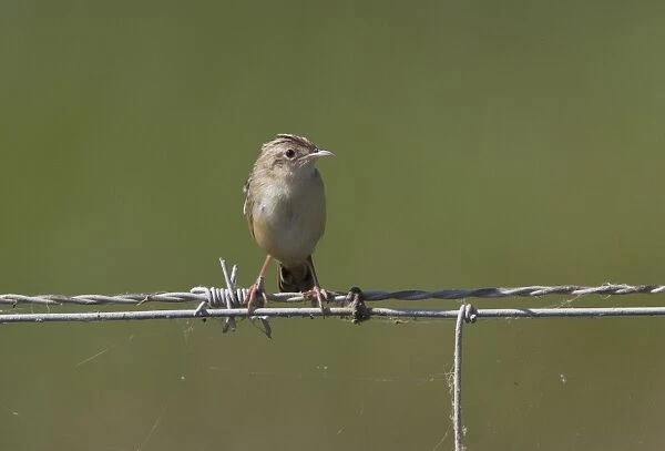 Fan tailed Warbler or Zitting Cisticola on wire fence - Coto Donana, Spain