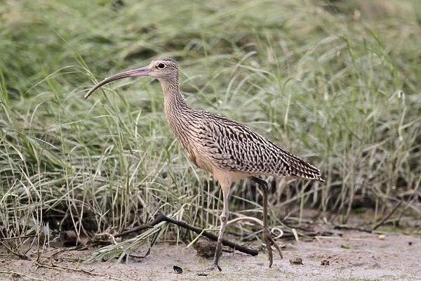 Far Eastern Curlew (Numenius madagascariensis) adult, walking on mud, Mai Po, New Territories, Hong Kong, China, August