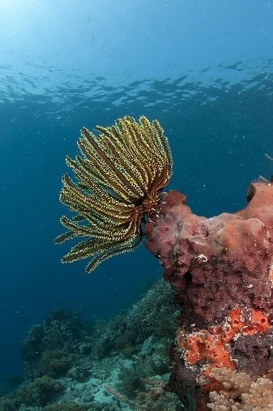 Feather-star (Crinoidea sp. ) on sponge in reef habitat, Pantar Island, Alor Archipelago, Lesser Sunda Islands, Indonesia