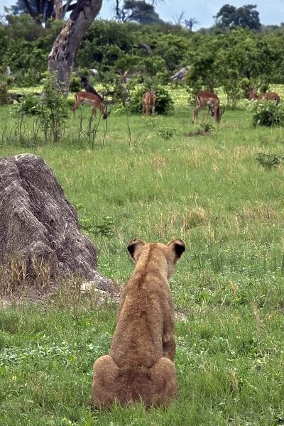 Female lion watches impala herd from the cover of a termite hill