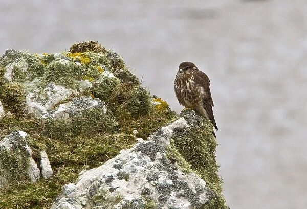 Female Merlin on lichen rock on the Scotish island of Islay