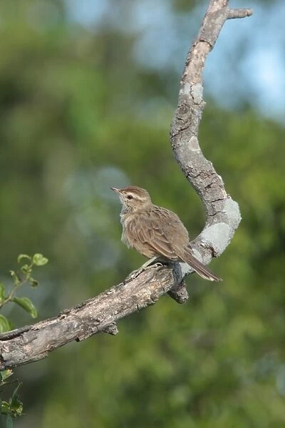 Firewood-gatherer (Anumbius annumbi) juvenile, perched on branch, El Palenque, Buenos Aires Province, Argentina, december