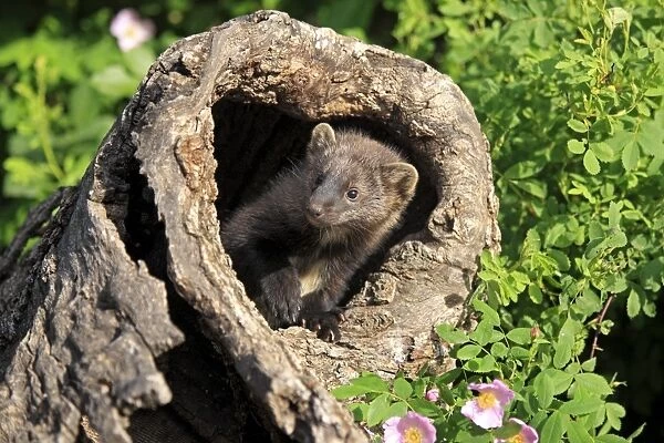 Fisher (Martes pennanti) fourteen-weeks old young, in hollow tree trunk, Montana, U. S. A. june (captive)