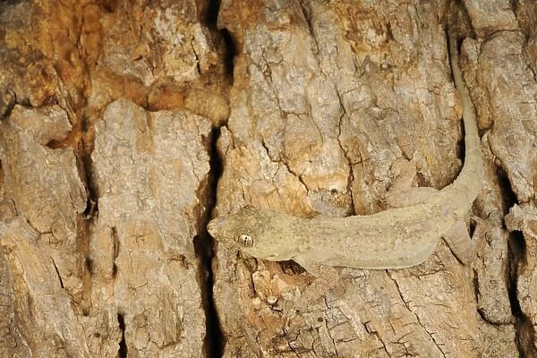 Flat-headed House Gecko (Hemidactylus platycephalus) adult, camouflaged on bark, Ruaha N. P. Tanzania