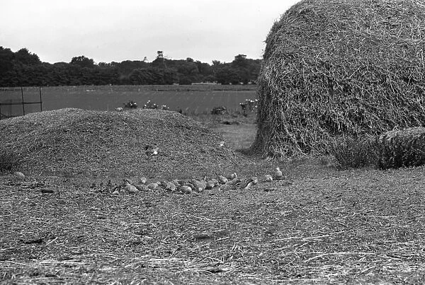 Flock of Turtle Doves - Staverton 1945