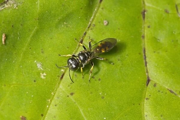 Four-spotted Digger Wasp (Crossocerus quadrimaculatus) adult, resting on leaf, Norfolk, England, August