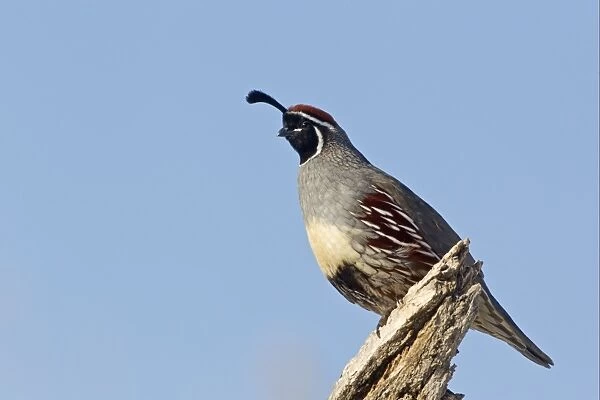 Gambel's Quail (Callipepla gambelii) adult male, perched on log, Bosque del Apache National Wildlife Refuge, New Mexico, U. S. A. december