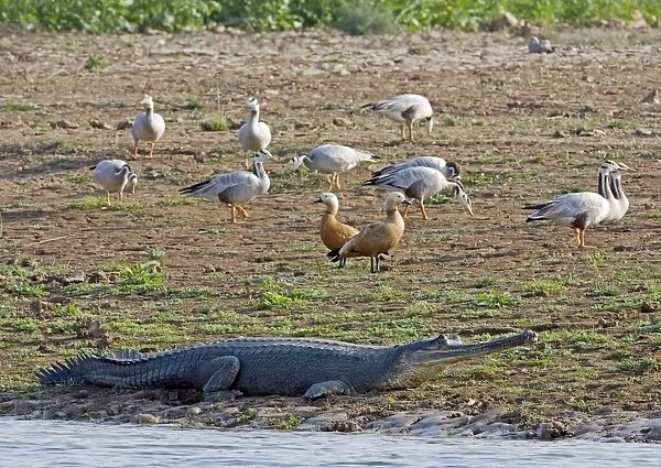 Gharial (Gavialis gangeticus) adult, resting on shore, with Bar-headed Geese and Ruddy Shelduck, Chambal River, Rajasthan, India, january
