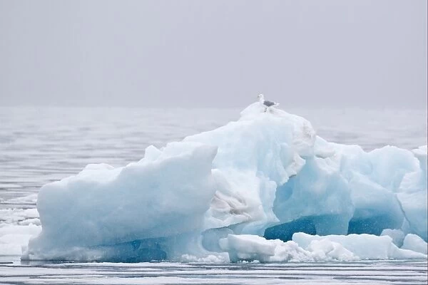 Glaucous Gull (Larus hyperboreus) adult, summer plumage, standing on iceberg in offshore habitat, Spitzbergen, Svalbard, july