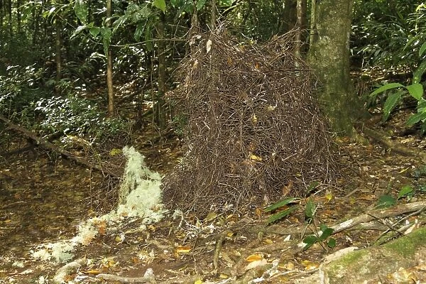 Golden Bowerbird (Prionodura newtoniana) bower structure, Crater Lakes N. P