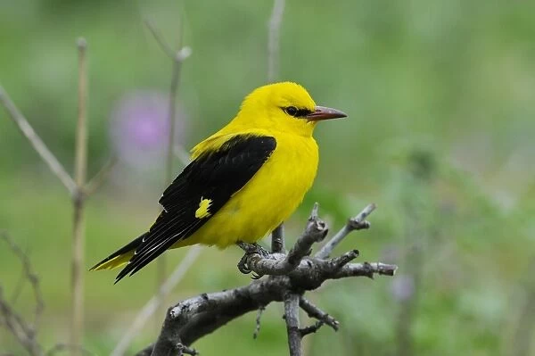Golden Oriole (Oriolus oriolus) adult male, perched on branch, Lemnos, Greece, May