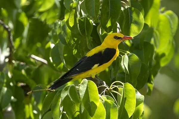 Golden Oriole (Oriolus oriolus) adult male, perched in pear tree, Andalucia, Spain, July