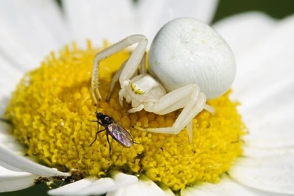 Goldenrod Crab Spider (Misumena vatia) adult female, about to pounce on unsuspecting fly prey
