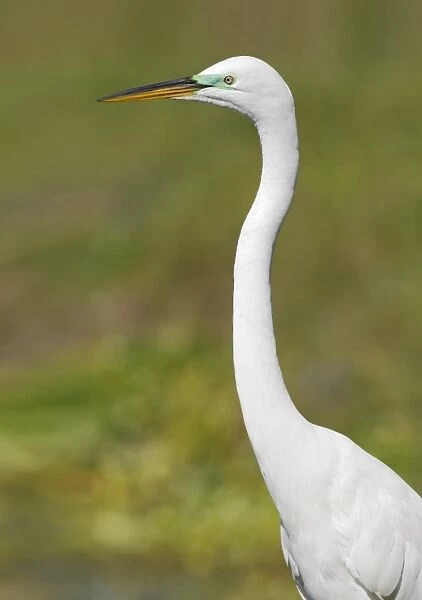 Great Egret (Casmerodius albus) adult, breeding plumage, close-up of head and neck, Everglades, Florida, U. S. A. March