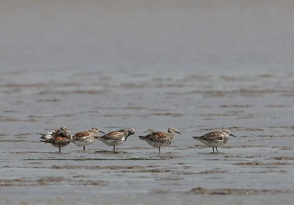 Great Knot (Calidris tenuirostris) five adults, preening, standing in shallow water on mudflats, Hebei, China, may