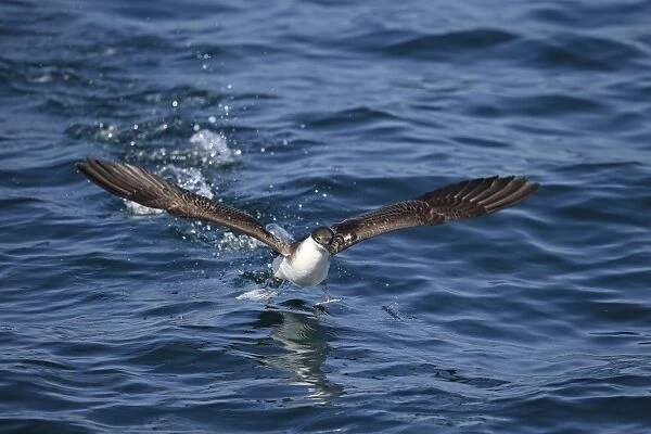 Great Shearwater (Puffinus gravis) adult, taking off from surface of sea, Morocco, November
