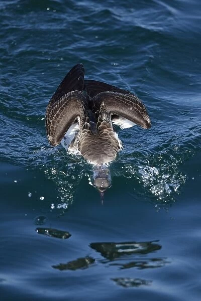 Great Shearwater (Puffinus gravis) adult, feeding at surface of sea, with head submerged, Morocco, November
