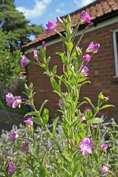 Great Willowherb (Epilobium hirsutum) flowering, growing as weed in garden, Suffolk, England, july