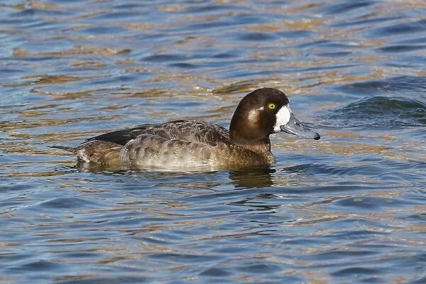 Greater Scaup (Aythya marila) adult female, swimming, Widewater Lagoon, Lancing, West Sussex, England, february