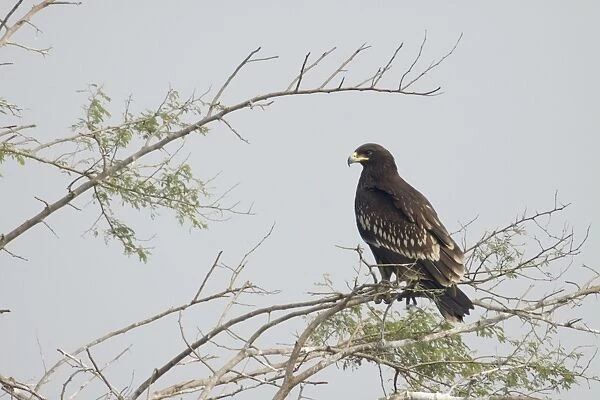 Greater Spotted Eagle (Aquila clanga) juvenile, perched on branches in tree, Keoladeo Ghana N. P. (Bharatpur), Rajasthan, India