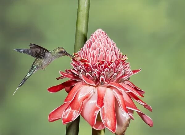 Green Hermit (Phaethornis guy) adult male, in flight, hovering and feeding on flower, Trinidad, Trinidad and Tobago