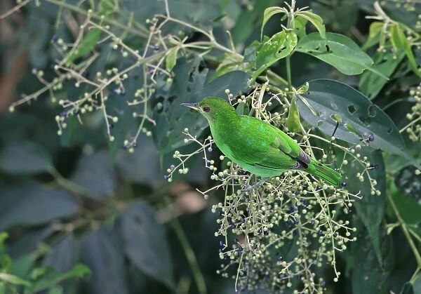 Green Honeycreeper (Chlorophanes spiza argutus) adult female, feeding in fruiting tree, Canopy Tower, Panama, November