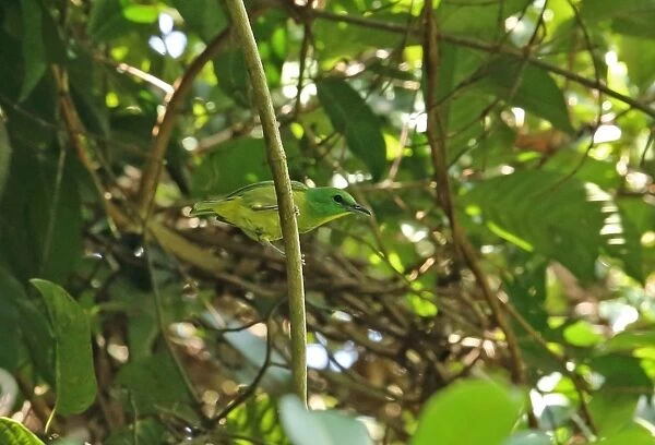 Green Shrike-vireo (Vireolanius pulchellus viridiceps) adult, perched on twig, Canopy Tower, Panama, October