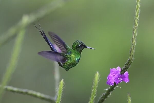 Green Thorntail (Discosura conversii) adult male, in flight, hovering at flower, Rancho Naturalista, Turrialba