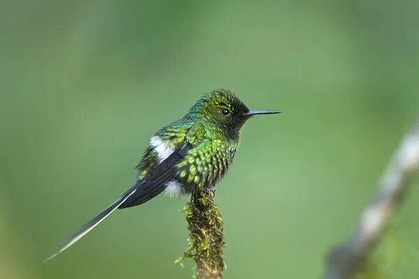 Green Thorntail (Discosura conversii) adult male, perched on twig in montane rainforest, Andes, Ecuador, November