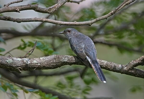 Grey-bellied Cuckoo (Cacomantis passerinus) adult, perched on branch, Sri Lanka, december