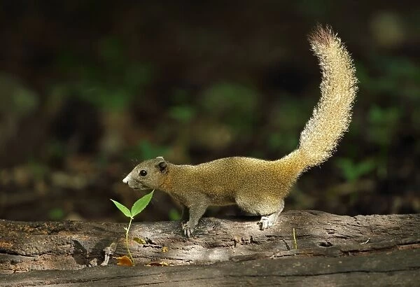 Grey-bellied Squirrel (Callosciurus caniceps) adult, standing on log, near Kaeng Krachan, Thailand, May