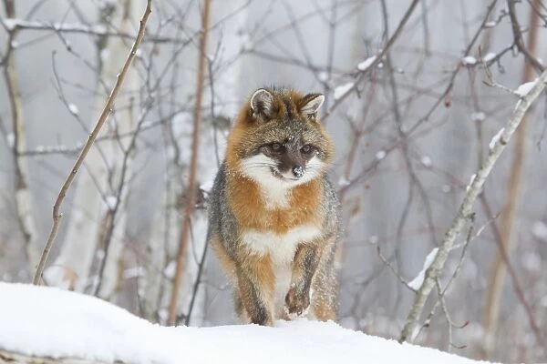 Grey Fox (Urocyon cinereoargenteus) adult, standing in snow, Minnesota, U. S. A. January (captive)