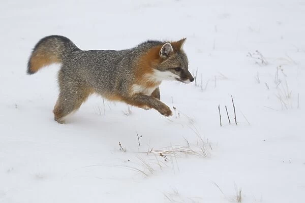 Grey Fox (Urocyon cinereoargenteus) adult, leaping in snow, Minnesota, U. S. A. January (captive)