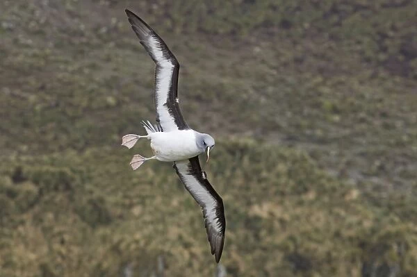 Grey-headed Albatross (Diomedea chrysostoma) adult, in flight, at coastal breeding cliffs, Elsehul, South Georgia, october