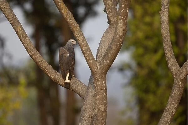 Grey-headed Fish-eagle (Ichthyophaga ichthyaetus) adult, perched on branch in tree, Kanha N. P. Madhya Pradesh, India