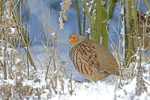 Grey Partridge (Perdix perdix) adult, standing in snow at bottom of hedgerow, Leicestershire, England, november