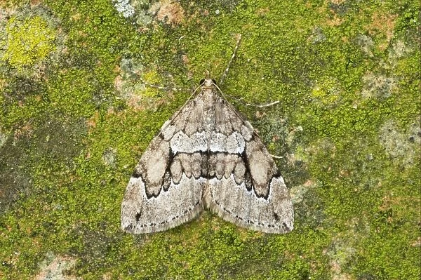 Grey Pine Carpet (Thera obeliscata) adult, Essex, England