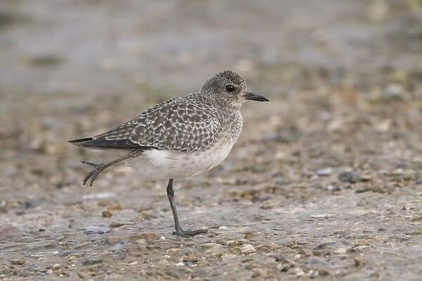 Grey Plover (Pluvialis squatarola) adult, winter plumage, stretching out leg, standing on shore, England