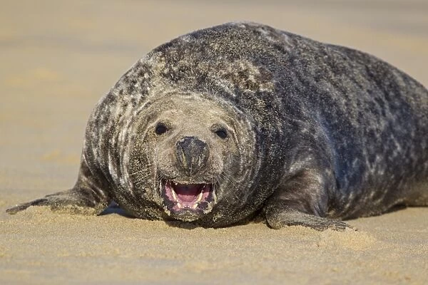 Grey Seal (Halichoerus grypus) adult male, with aggressive open mouth posture, resting on sandy beach, Horsey, Norfolk