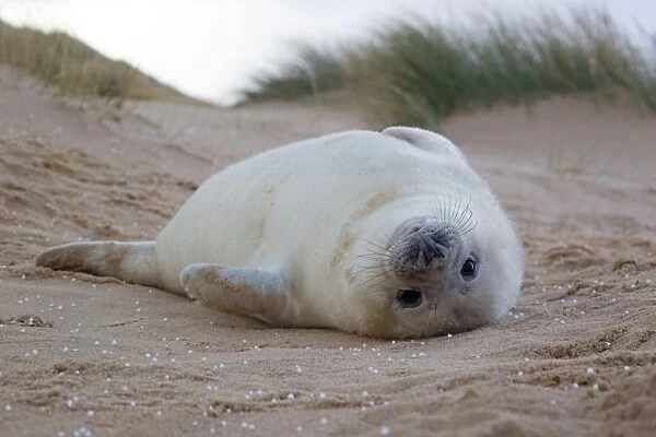 Grey Seal (Halichoerus grypus) one-two week old whitecoat pup, resting in sand dunes during hailstorm, Norfolk, England, november