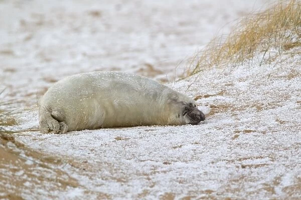 Grey Seal (Halichoerus grypus) two week old whitecoat pup, resting on beach during hailstorm, Norfolk, England, november