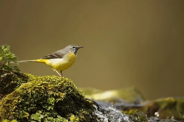Grey Wagtail (Montacilla cinerea) adult, standing on mossy rocks at edge of stream, Lathkill Dale, Peak District N. P