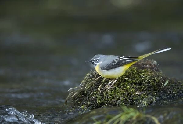 Grey Wagtail (Montacilla cinerea) adult, with ring on leg, standing on moss at edge of water, Peak District N. P