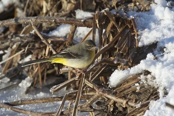 Grey Wagtail (Montacilla cinerea) adult, perched on snow covered vegetation at edge of frozen river, River Nith, Dumfries and Galloway, Scotland, december