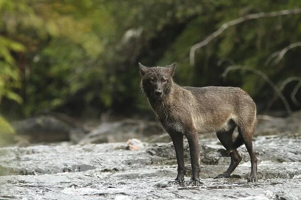 Grey Wolf (Canis lupus) dark morph, adult, fishing for salmon in river, in temperate coastal rainforest