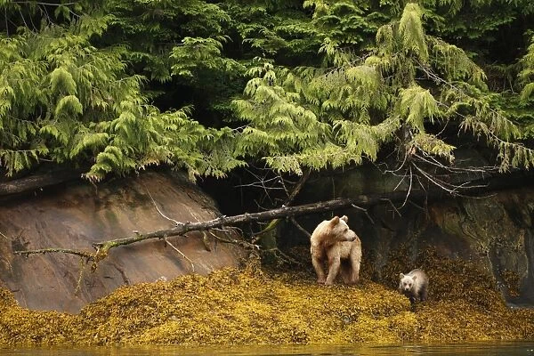 Grizzly Bear (Ursus arctos horribilis) adult female and cub, standing on shoreline in temperate coastal rainforest
