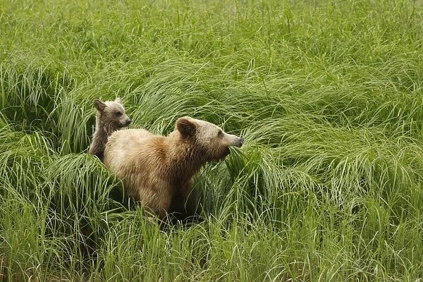 Grizzly Bear (Ursus arctos horribilis) adult female and cub, feeding on sedges in clearing of temperate coastal