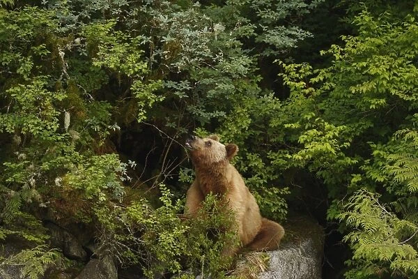 Grizzly Bear (Ursus arctos horribilis) adult, feeding on blueberries in temperate coastal rainforest, Inside Passage