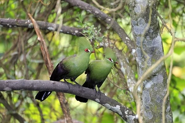Guinea Turaco (Tauraco persa) adult pair, perched on branch (captive)